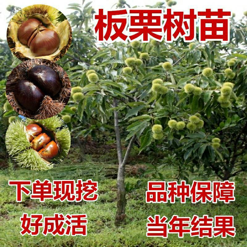 优质嫁接大红袍板栗苗一手货源量大从优