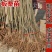 优质嫁接大红袍板栗苗一手货源量大从优