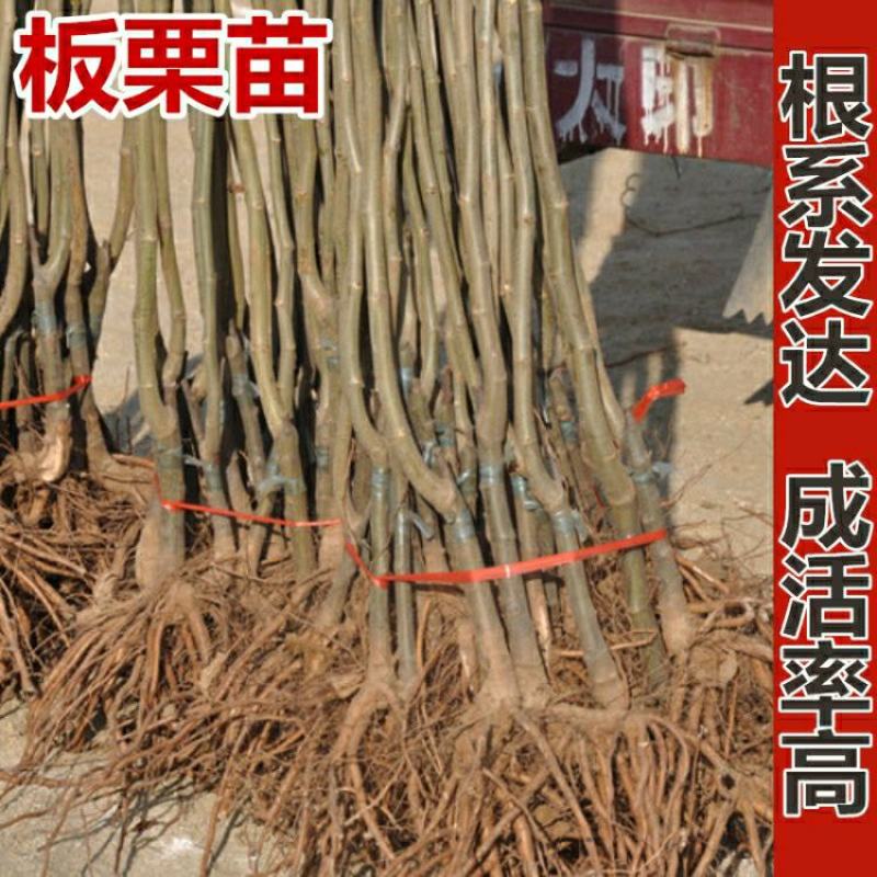 优质嫁接大红袍板栗苗一手货源量大从优