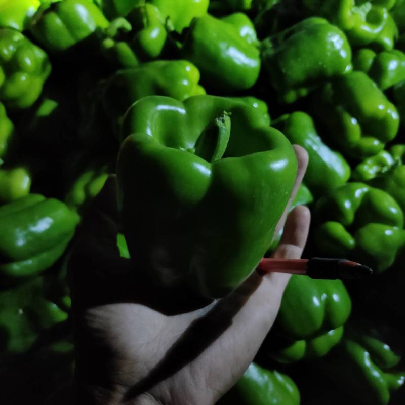精品圆椒大量上市市场，超市**