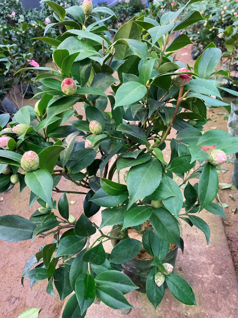 茶花室内室外香妃浓香大花五色赤丹红赤丹四季开包邮