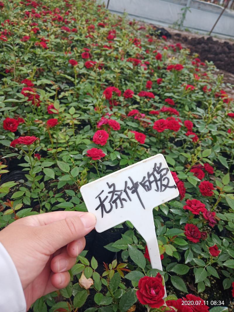 月季小苗带营养杯发货，四季开花不断，颜色混搭。
