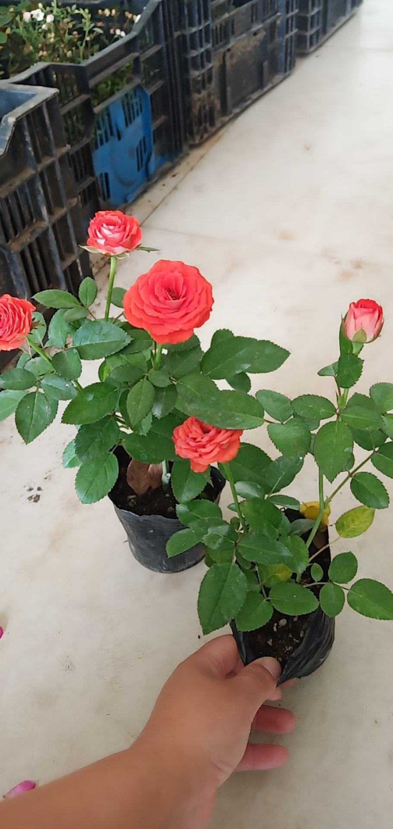 月季小苗带营养杯发货，四季开花不断，颜色混搭。