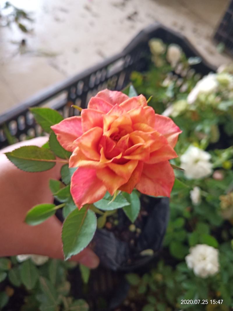 月季小苗带营养杯发货，四季开花不断，颜色混搭。