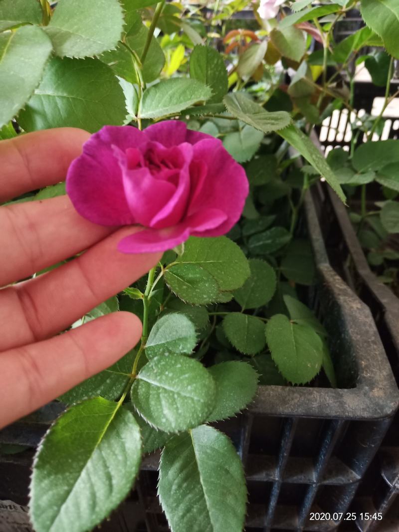 月季小苗带营养杯发货，四季开花不断，颜色混搭。