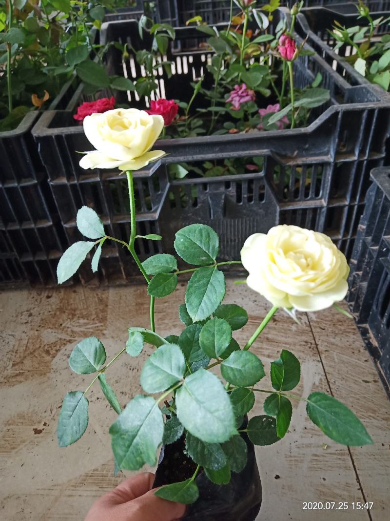 月季小苗带营养杯发货，四季开花不断，颜色混搭。