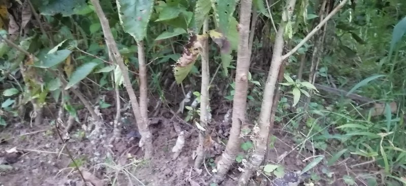 红妃樱桃苗玛瑙红樱桃苗水晶樱桃苗鸡心南北矮化苗四川自花