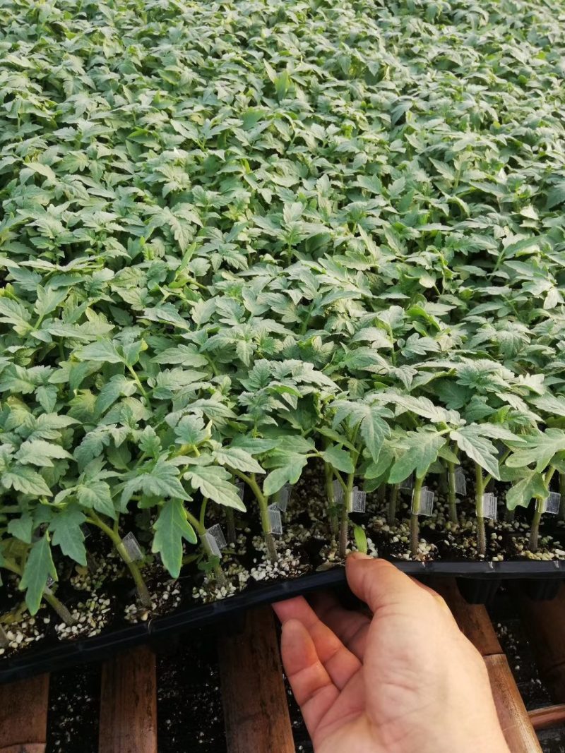 西红柿种苗，寿光西红柿种苗嫁接西红柿苗番茄苗