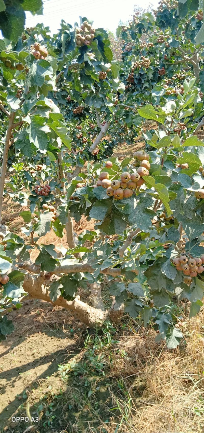 嫁接山楂苗，南北方种植放心苗，基地现挖现发包技术指导