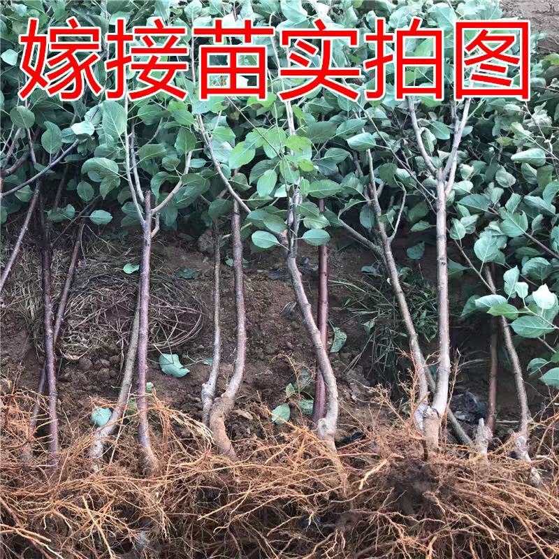 优质嫁接烟富八号冰糖心苹果苗带土发货