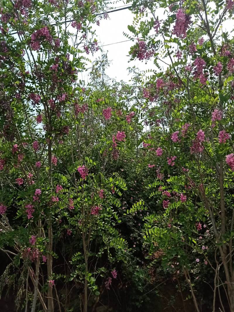 香花槐，自家种植，量大从优1至十二公分，可合作定植定向