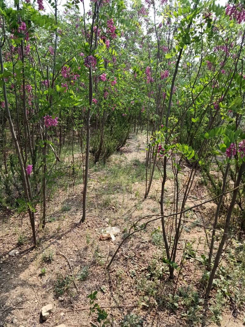 香花槐，自家种植，量大从优1至十二公分，可合作定植定向