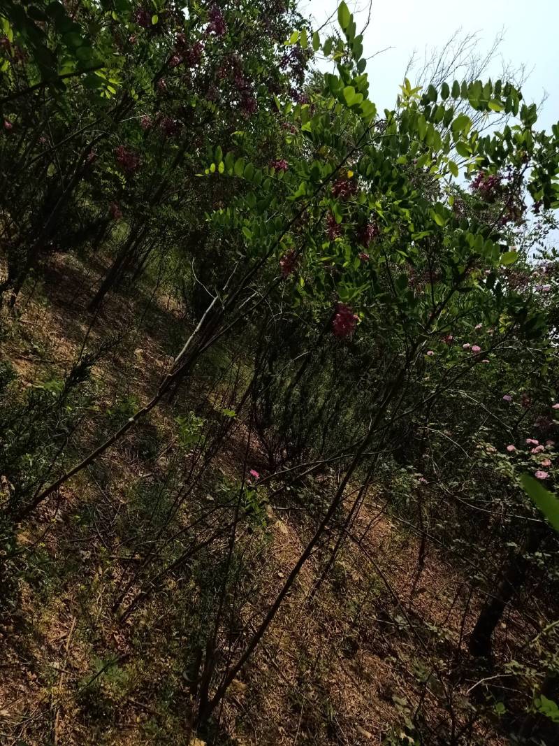香花槐，自家种植，量大从优1至十二公分，可合作定植定向