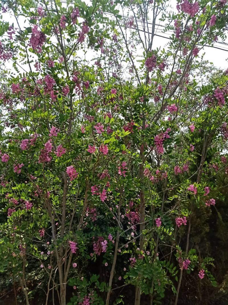 香花槐，自家种植，量大从优1至十二公分，可合作定植定向