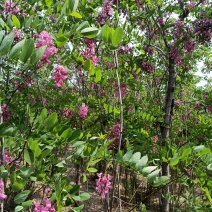 香花槐，自家种植，量大从优1至十二公分，可合作定植定向