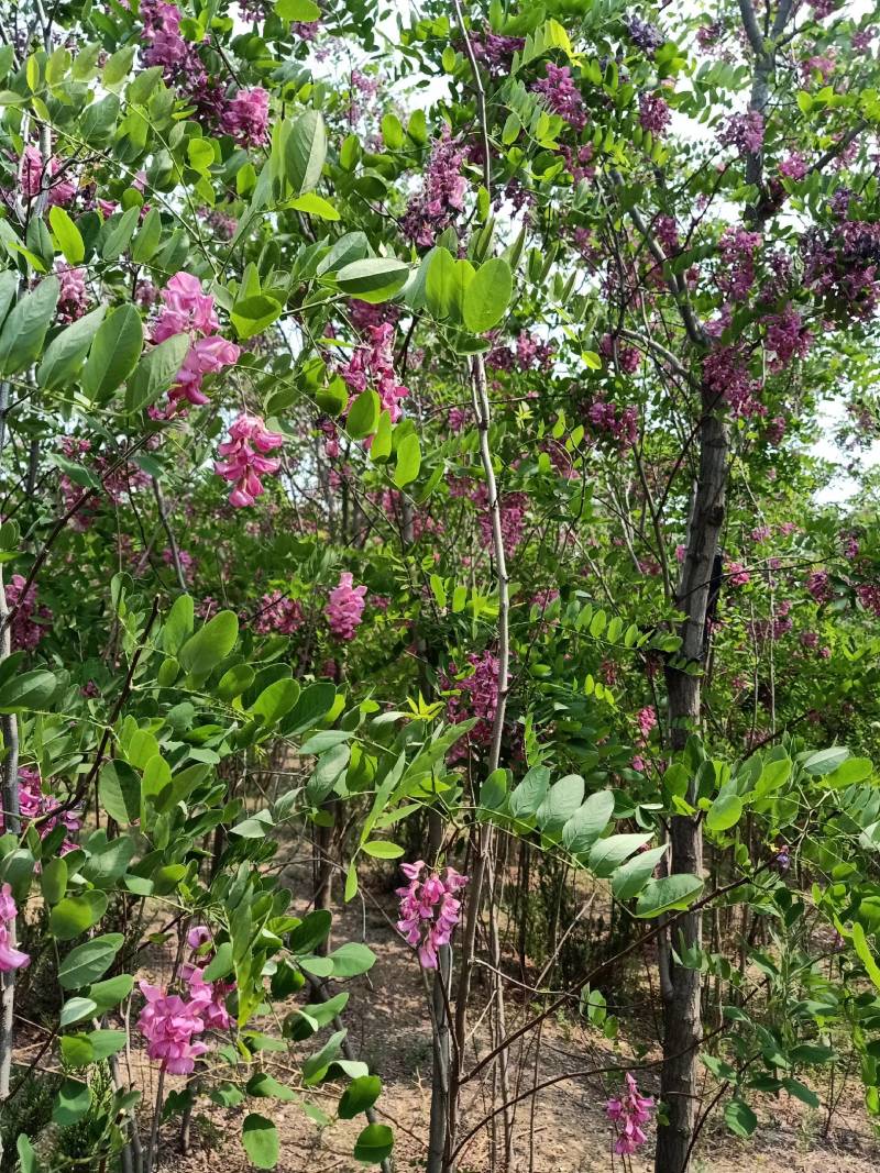 香花槐，自家种植，量大从优1至十二公分，可合作定植定向