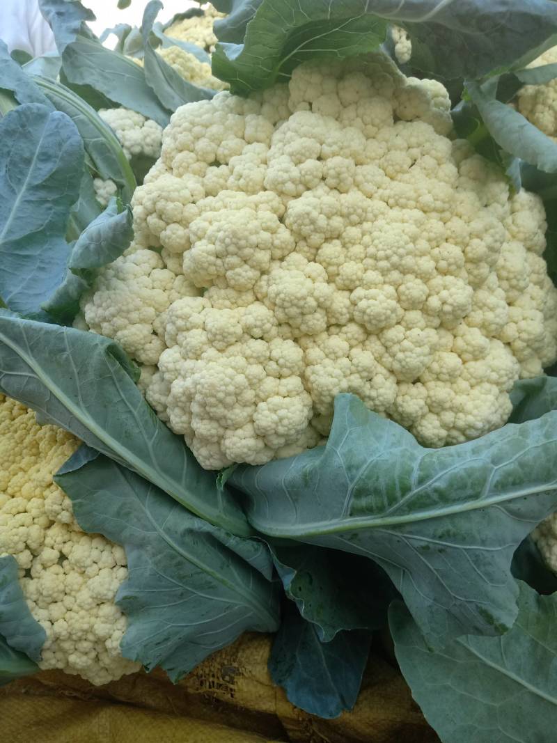 衡水故城菜花已大量上市了