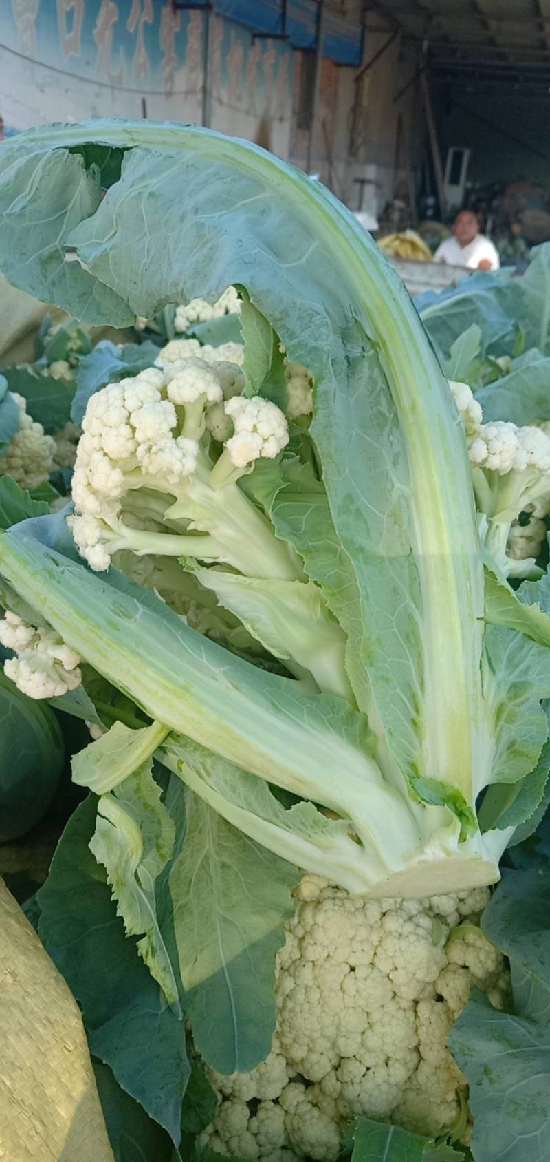 衡水故城菜花已大量上市了
