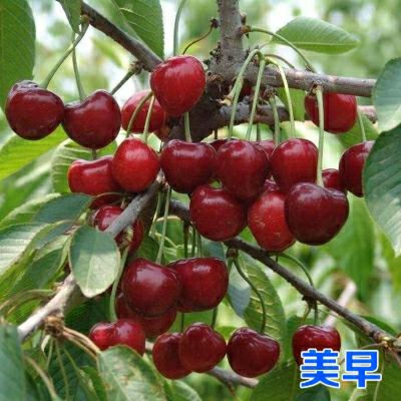 樱桃树苗车厘子大樱桃苗盆栽地栽当年结果南方北方种植嫁接果