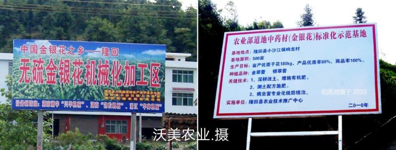 湖南金银花苗/高产花王品种