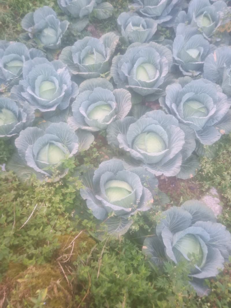 甘蓝兴圆包菜高寒地区精品