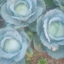 甘蓝兴圆包菜高寒地区精品