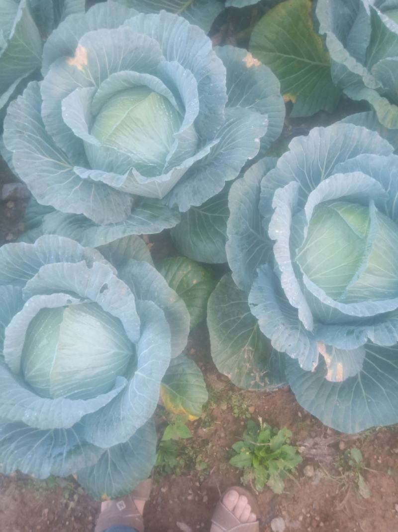 甘蓝兴圆包菜高寒地区精品