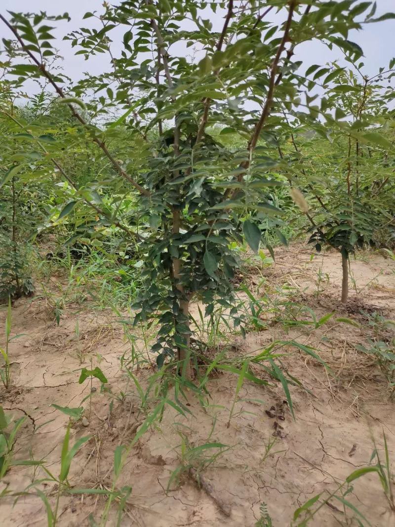 大量供应米径3-4-5-6-7-10公分国槐