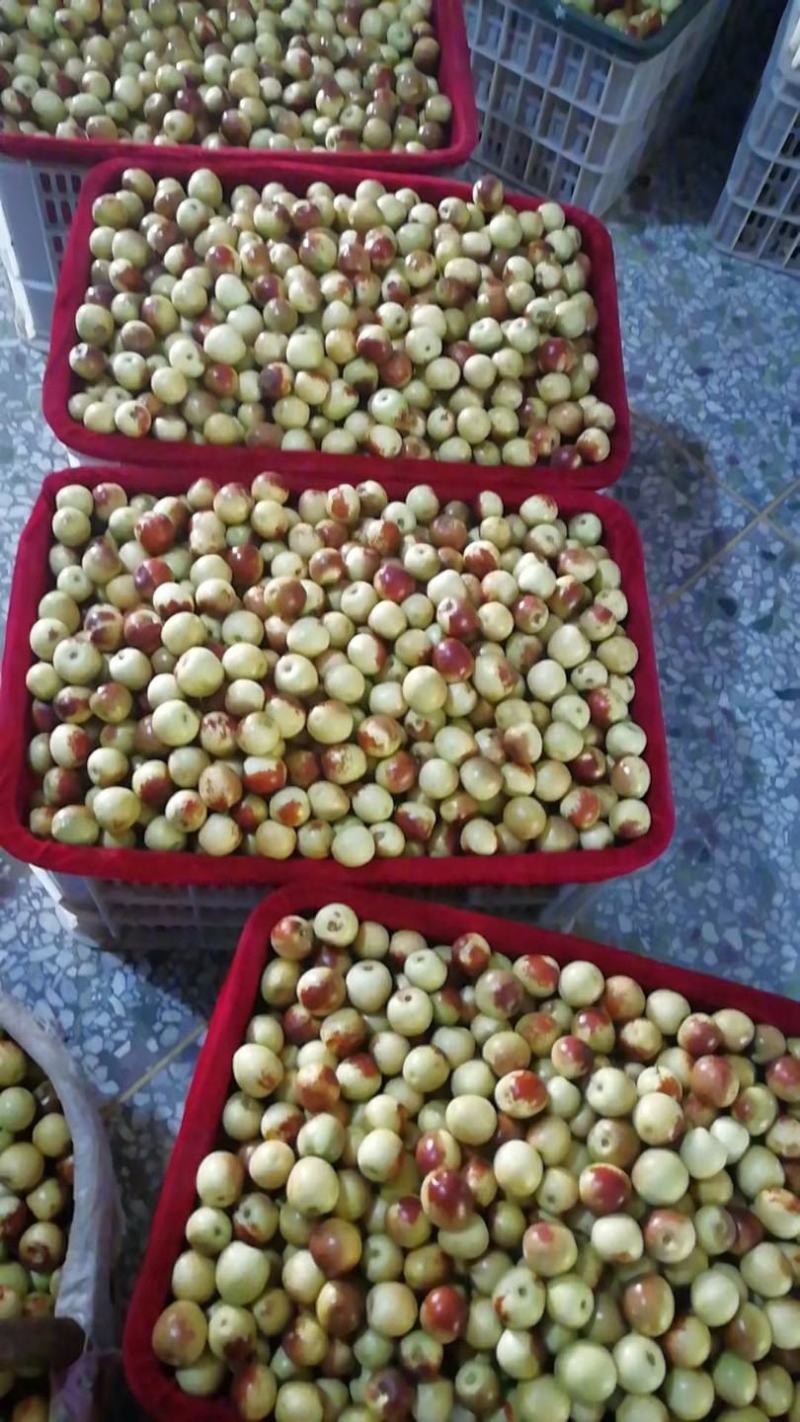 大荔冬枣脆甜可口精品冬枣现货供应全国各地水果批发市场发货
