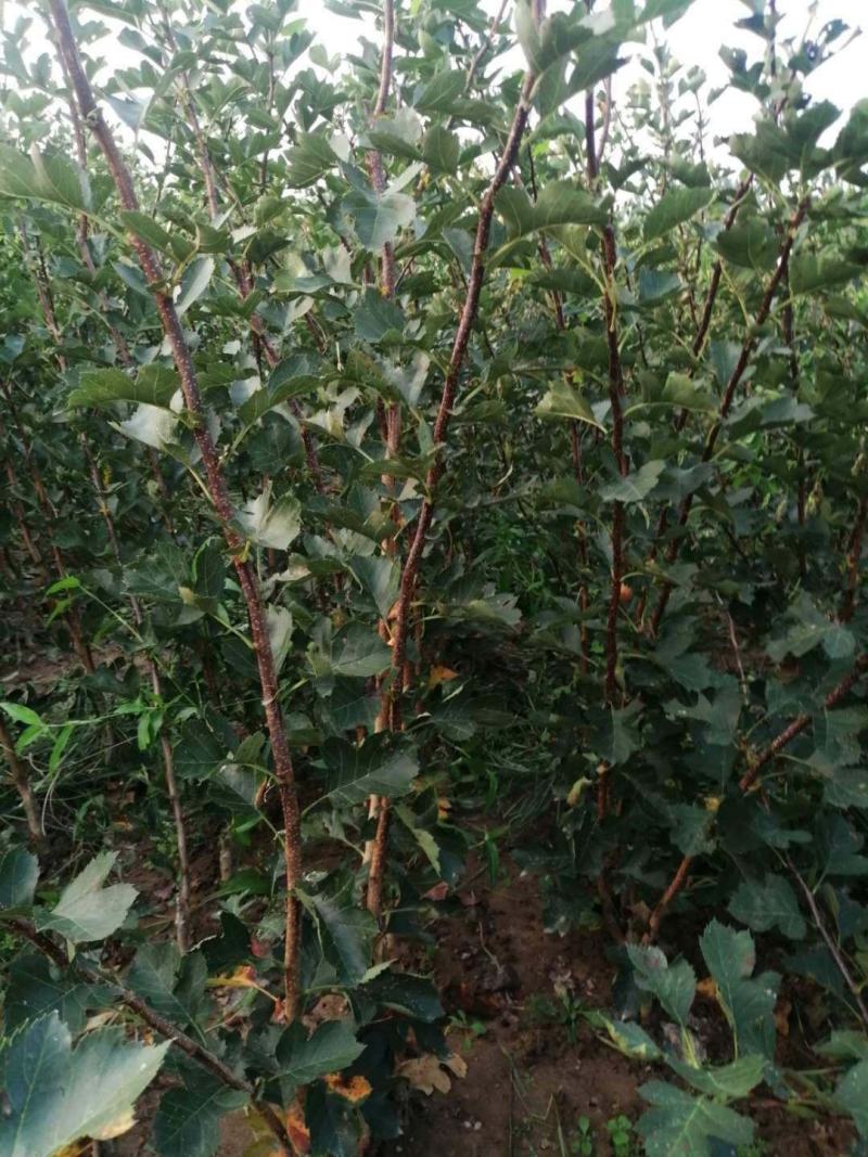 梨树苗玉露香黄香酥砀山酥梨库尔勒香梨树苗大量供应