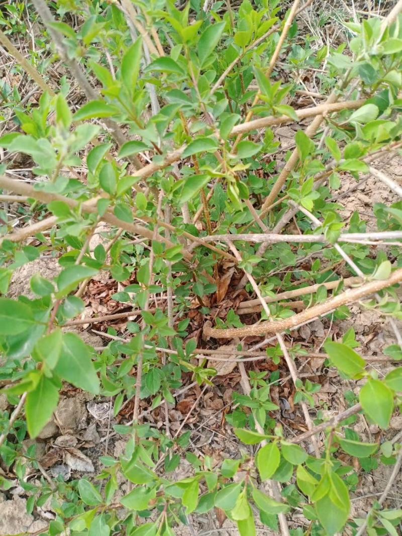 梨树苗玉露香黄香酥砀山酥梨库尔勒香梨树苗大量供应