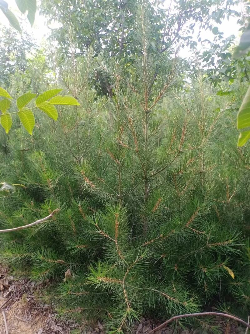 梨树苗玉露香黄香酥砀山酥梨库尔勒香梨树苗大量供应