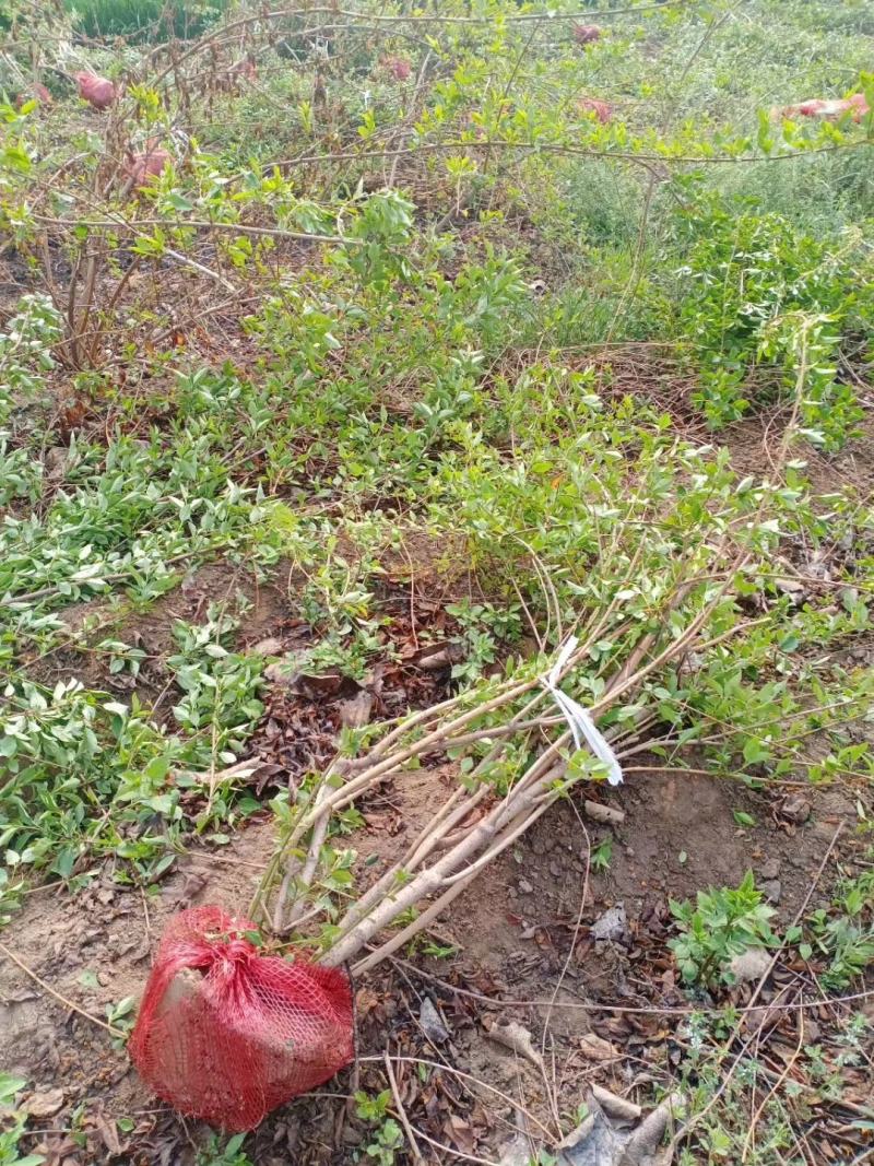 梨树苗玉露香黄香酥砀山酥梨库尔勒香梨树苗大量供应