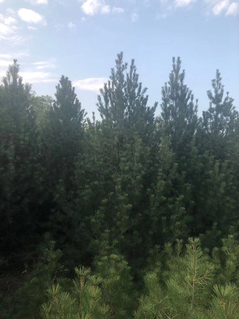 梨树苗玉露香黄香酥砀山酥梨库尔勒香梨树苗大量供应