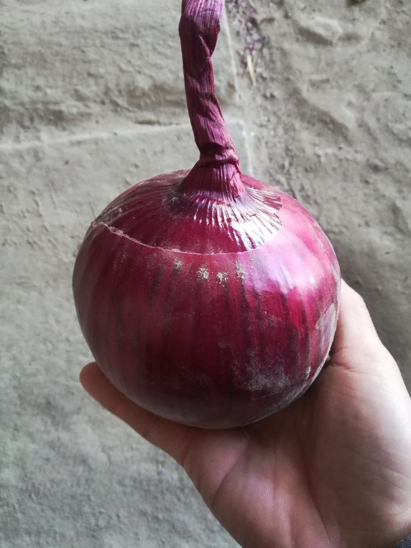 紫皮洋葱原包，提供分拣加工常年供应量大从优