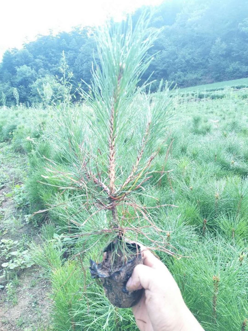 油松杯苗成活高随起苗随装车，保证数量和质量，还有高度。