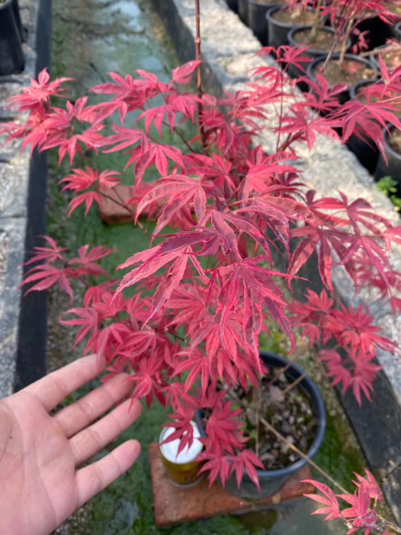 出售三季红红枫中国红枫大小规格都有中国红
