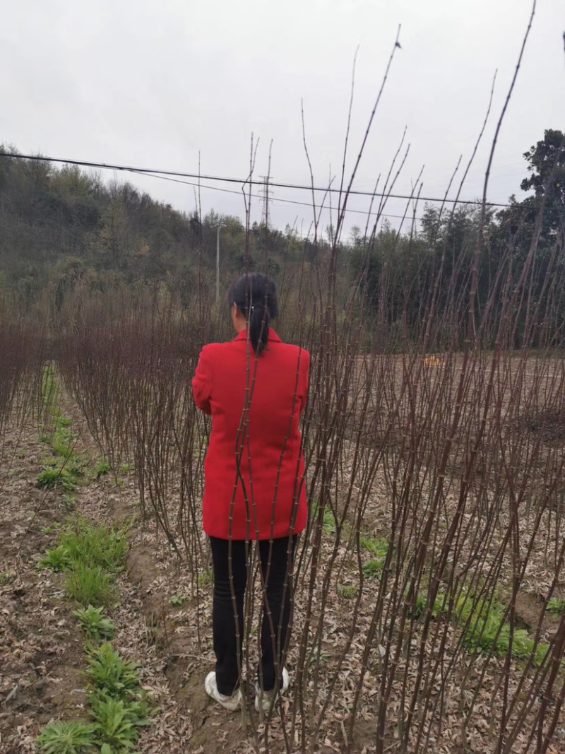 出售三季红红枫中国红枫大小规格都有中国红