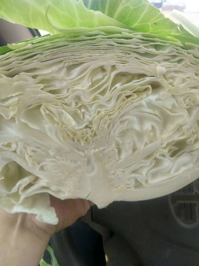 京丰包菜，大量供应，市场，加工厂，大量供应10吨起批