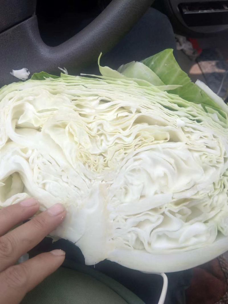 京丰包菜，大量供应，市场，加工厂，大量供应10吨起批