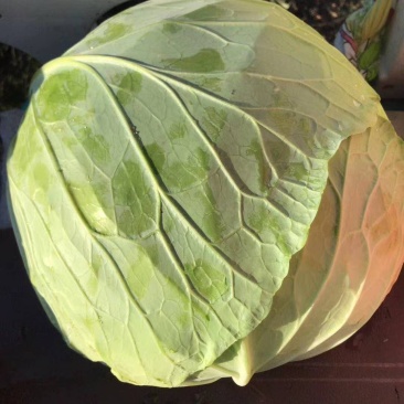 京丰包菜，大量供应，市场，加工厂，大量供应10吨起批