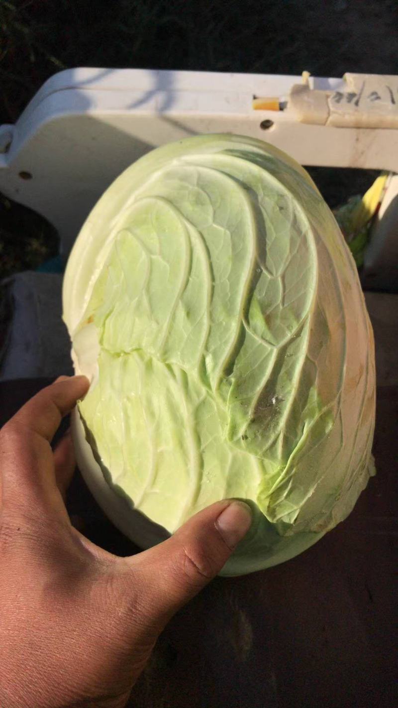 京丰包菜，大量供应，市场，加工厂，大量供应10吨起批