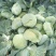 京丰包菜，大量供应，市场，加工厂，大量供应10吨起批