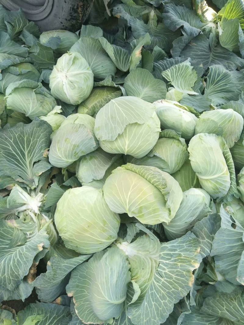 京丰包菜，大量供应，市场，加工厂，大量供应10吨起批
