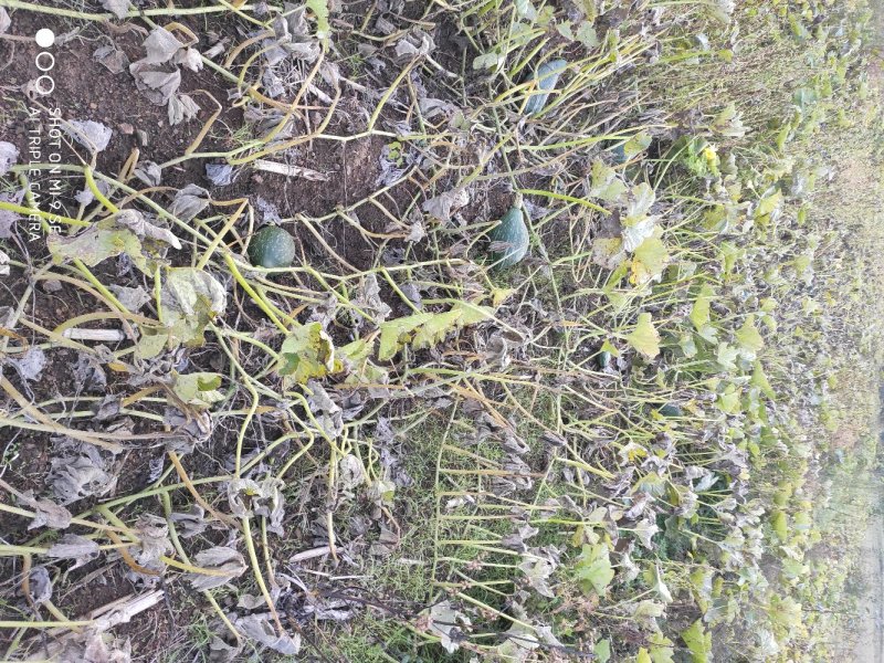 贵族南瓜金丝栗瓜丑瓜内蒙古优质产区，有机种植