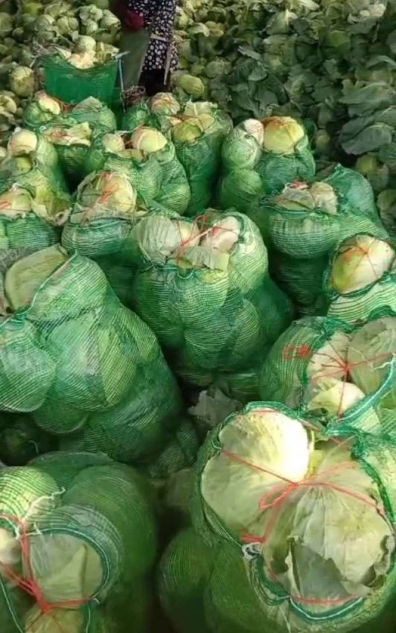 京丰一号，扁包菜，大量现货，大量供应，10吨起批