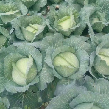 京丰一号，扁包菜，大量现货，大量供应，10吨起批