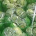 京丰一号，扁包菜，大量现货，大量供应，10吨起批