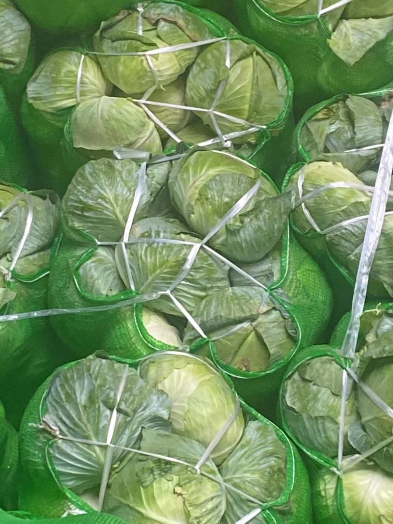 京丰一号，扁包菜，大量现货，大量供应，10吨起批