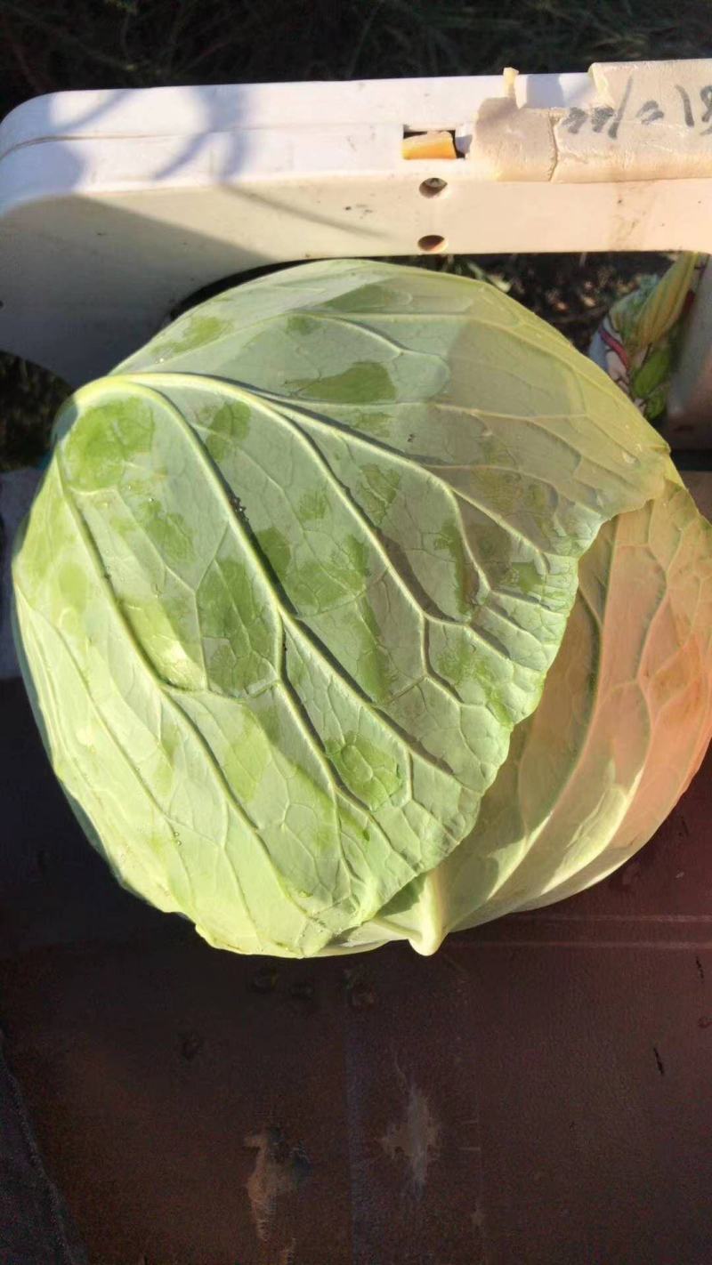 京丰一号，扁包菜，大量现货，大量供应，10吨起批